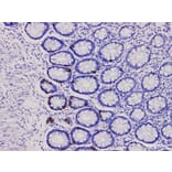 Validation Data - Anti-Chromogranin A Antibody [YN00486r] (A288800)