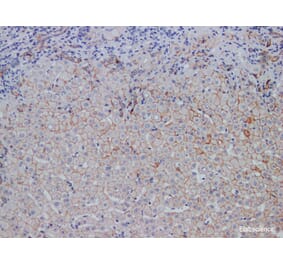 Validation Data - Anti-E-Cadherin Antibody [YN00775m] (A288806)
