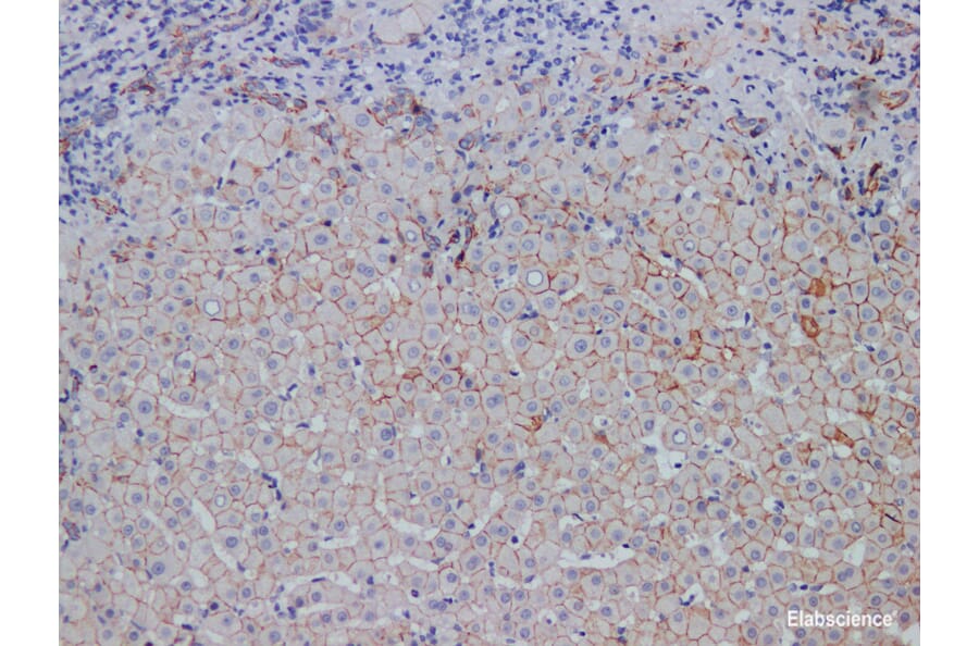Validation Data - Anti-E-Cadherin Antibody [YN00775m] (A288806)