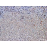 Validation Data - Anti-E-Cadherin Antibody [YN00775m] (A288806)