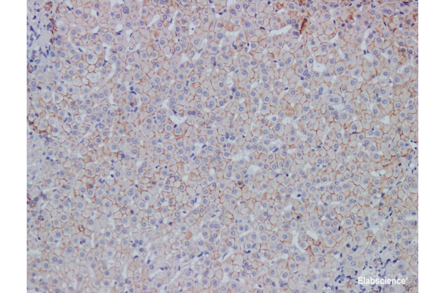 Validation Data - Anti-E-Cadherin Antibody [YN00775r] (A288807)