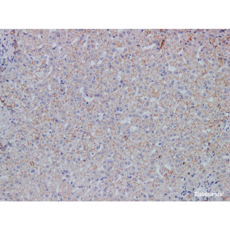 Validation Data - Anti-E-Cadherin Antibody [YN00775r] (A288807)