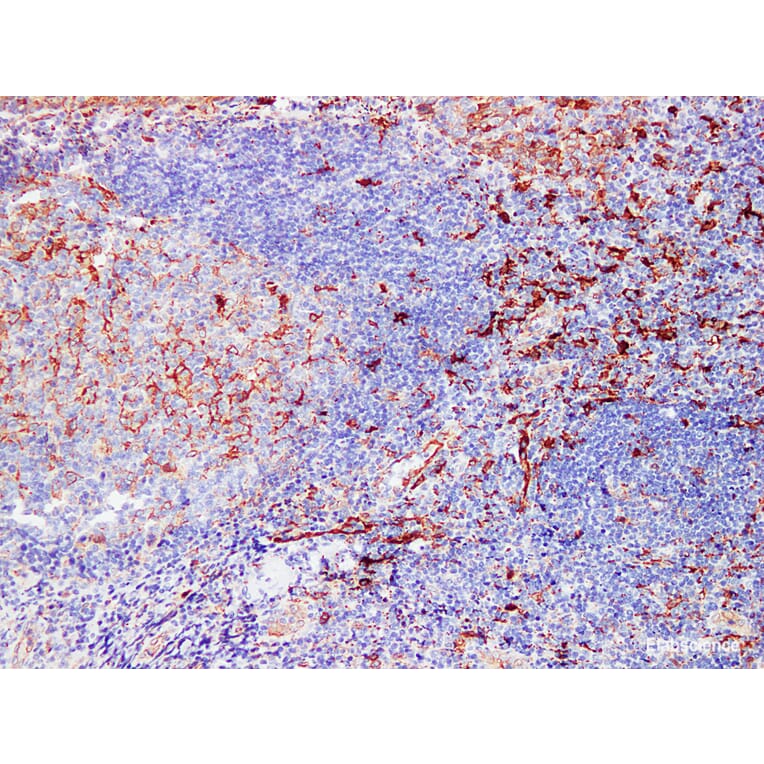 Validation Data - Anti-Fascin Antibody [YN00826m] (A288808)