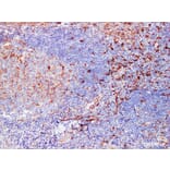 Validation Data - Anti-Fascin Antibody [YN00826m] (A288808)