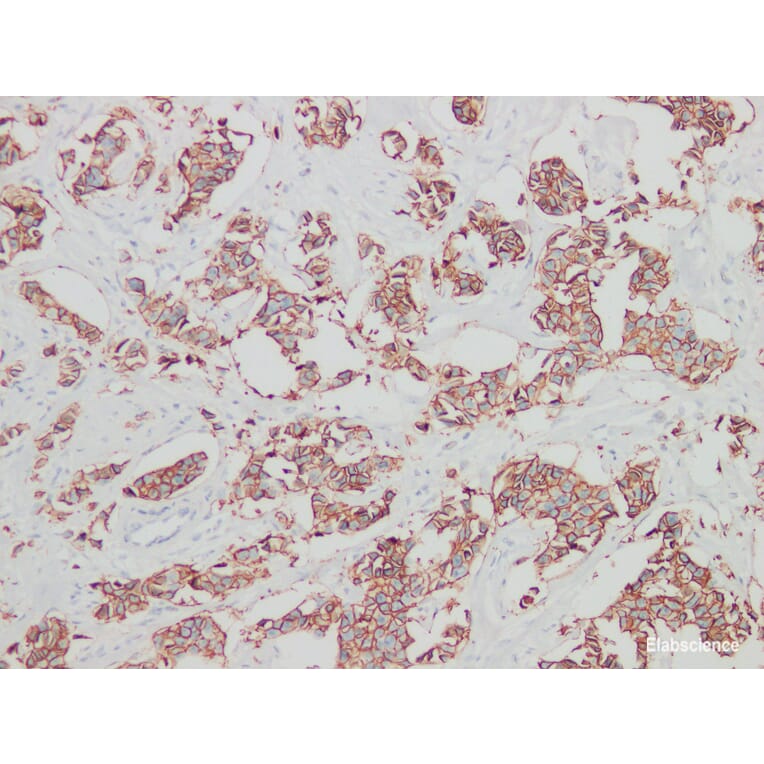 Validation Data - Anti-Her-2 Antibody [YN00955m] (A288811)