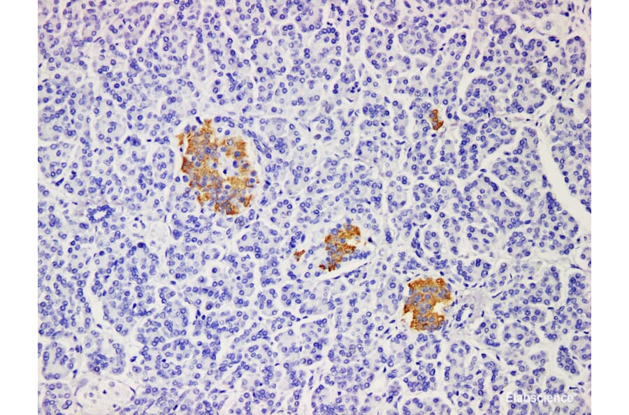 Validation Data - Anti-Insulin Antibody [YN00986m] (A288812)