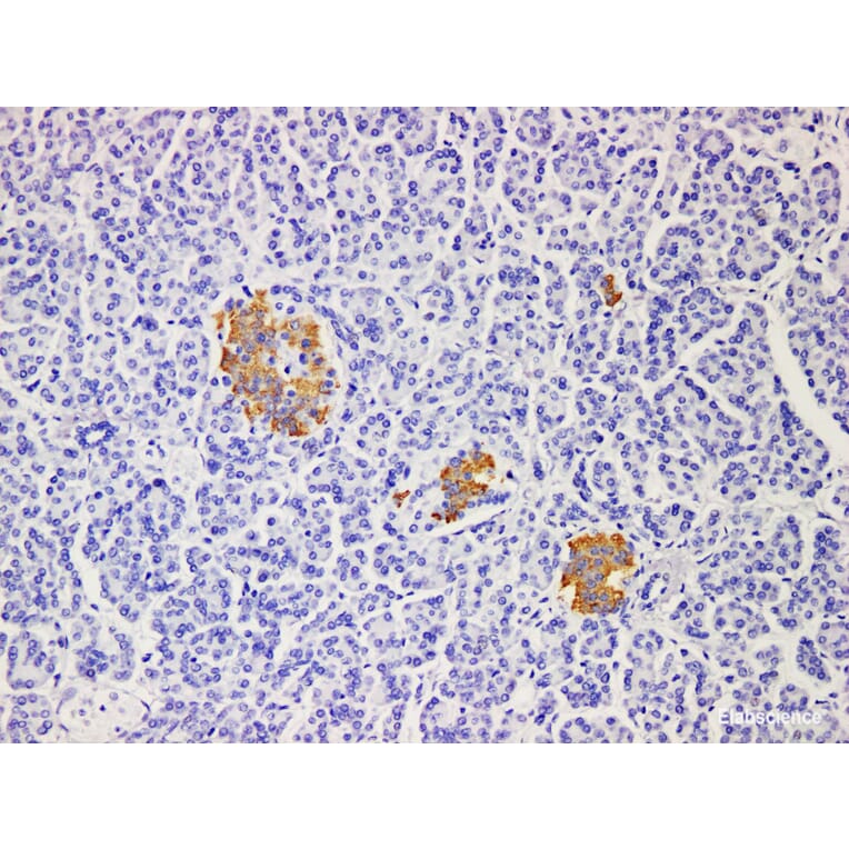 Validation Data - Anti-Insulin Antibody [YN00986m] (A288812)