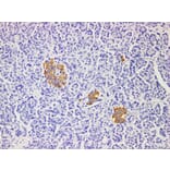 Validation Data - Anti-Insulin Antibody [YN00986m] (A288812)