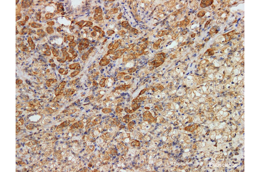 Validation Data - Anti-Kidney-specific cadherin(KSP-Cad) Antibody [YN01006m] (A288813)