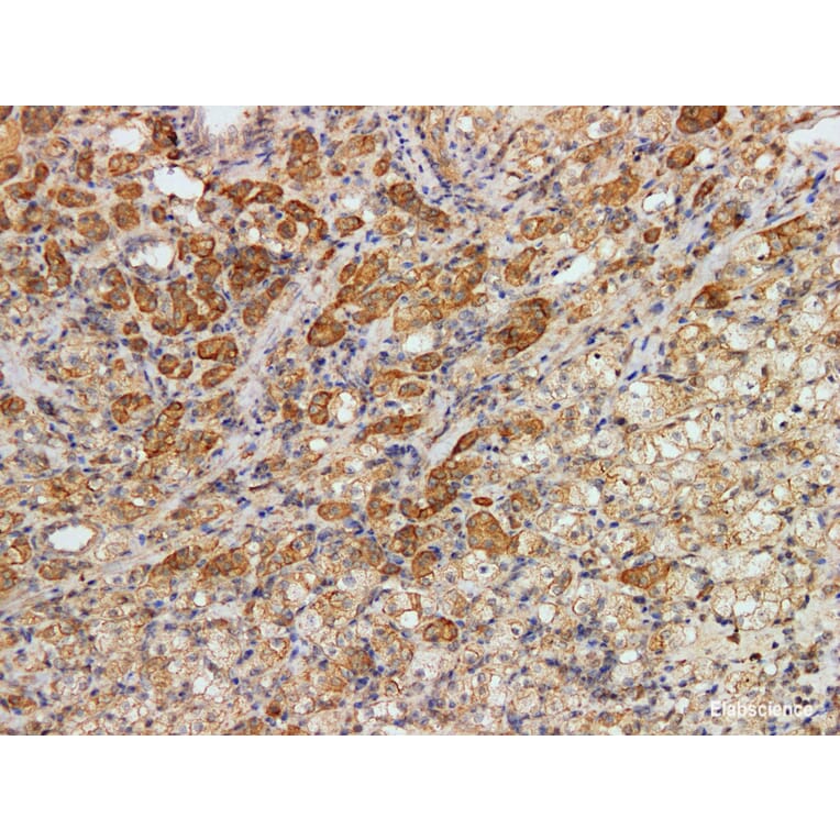 Validation Data - Anti-Kidney-specific cadherin(KSP-Cad) Antibody [YN01006m] (A288813)