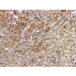 Validation Data - Anti-Kidney-specific cadherin(KSP-Cad) Antibody [YN01006m] (A288813)