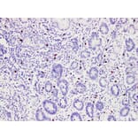 Validation Data - Anti-Mast cell tryptase(MCT) Antibody [YN01036m] (A288814)