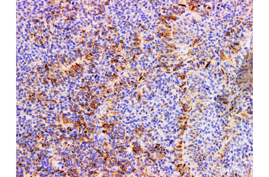 Validation Data - Anti-FSH Antibody [YN00846m] (A288818)