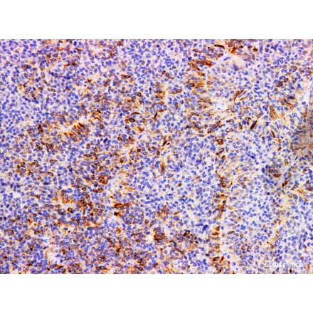 Validation Data - Anti-FSH Antibody [YN00846m] (A288818)