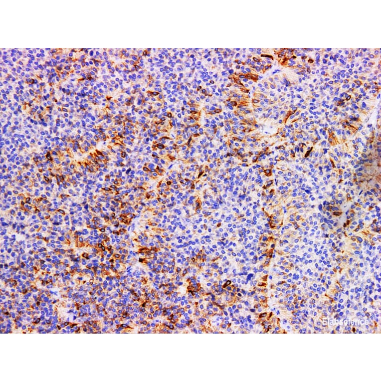 Validation Data - Anti-FSH Antibody [YN00846m] (A288818)