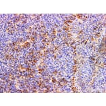 Validation Data - Anti-FSH Antibody [YN00846m] (A288818)