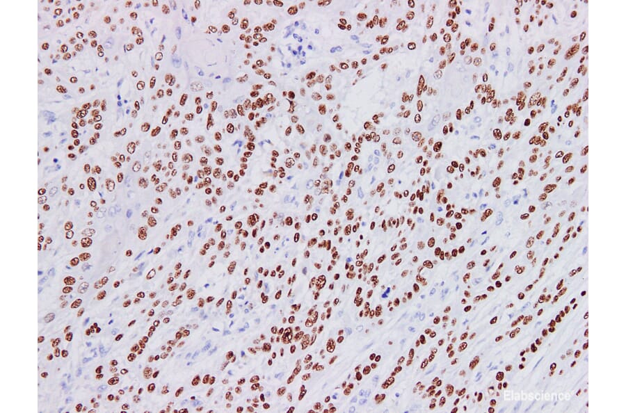 Validation Data - Anti-p40 Antibody [YN01235m] (A288820)