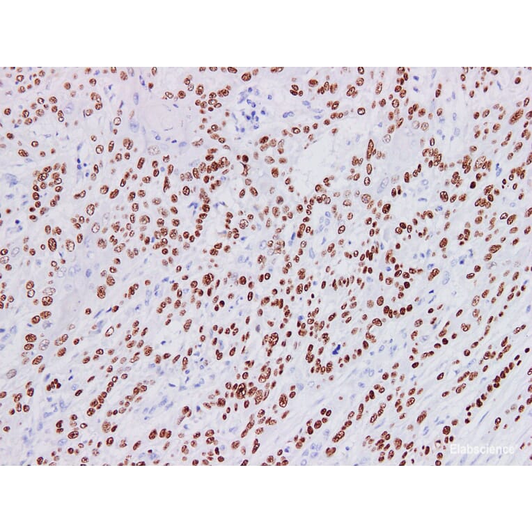 Validation Data - Anti-p40 Antibody [YN01235m] (A288820)