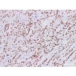 Validation Data - Anti-p40 Antibody [YN01235m] (A288820)