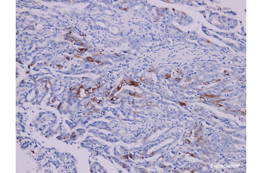 Validation Data - Anti-COX-2 Antibody [YN00555m] (A288824)