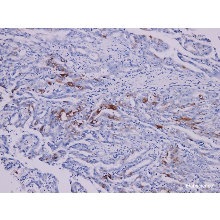 Validation Data - Anti-COX-2 Antibody [YN00555m] (A288824)