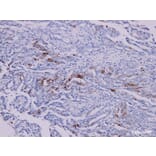 Validation Data - Anti-COX-2 Antibody [YN00555m] (A288824)