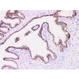 Validation Data - Anti-Prostatic Acid Phosphatase(PSAP) Antibody [YN01415m] (A288825)
