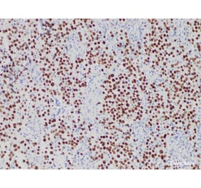 Validation Data - Anti-SALL4 Antibody [YN01506m] (A288826)