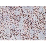 Validation Data - Anti-SALL4 Antibody [YN01506m] (A288826)