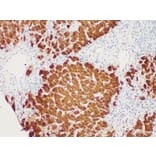 Validation Data - Anti-Arginase-1 Antibody [YN00096m] (A288827)