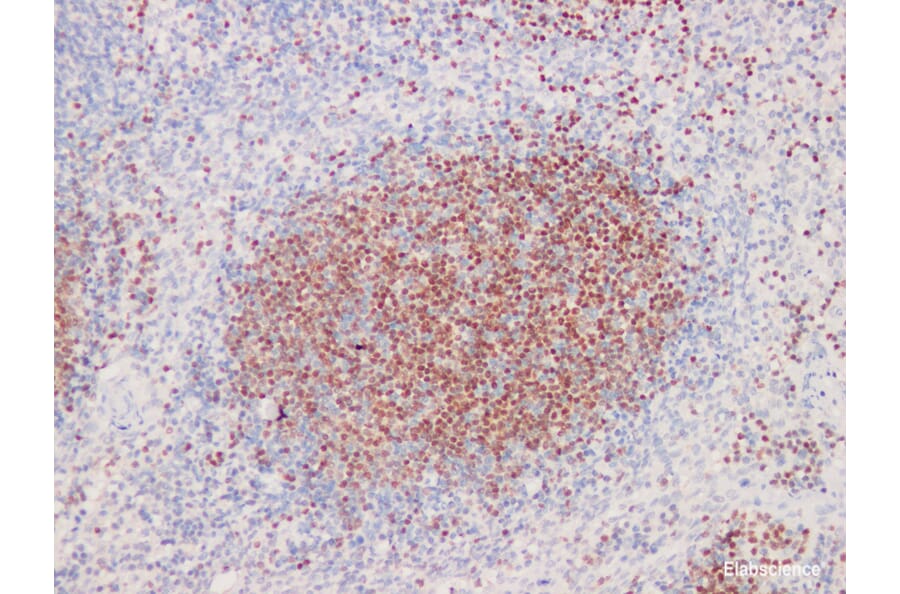 Validation Data - Anti-Pax-5 Antibody [YN01286m] (A288828)