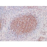 Validation Data - Anti-Pax-5 Antibody [YN01286m] (A288828)