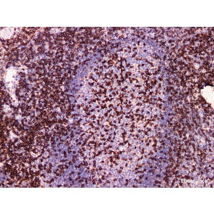 Validation Data - Anti-CD2 Antibody [YN00196m] (A288829)
