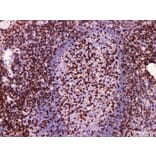 Validation Data - Anti-CD2 Antibody [YN00196m] (A288829)
