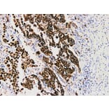 Validation Data - Anti-Napsin A Antibody [YN01176m] (A288830)