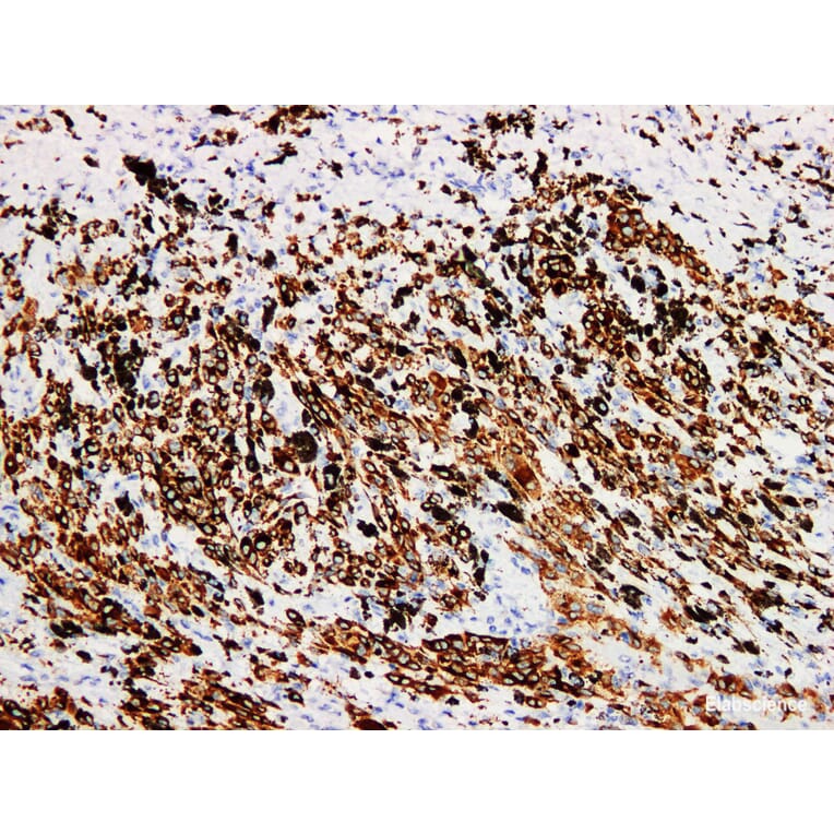 Validation Data - Anti-Melan-A Antibody [YN01056m] (A288833)