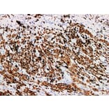 Validation Data - Anti-Melan-A Antibody [YN01056m] (A288833)