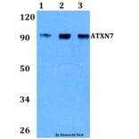 Anti-ATXN7 Antibody from Bioworld Technology (BS60839) - Antibodies.com