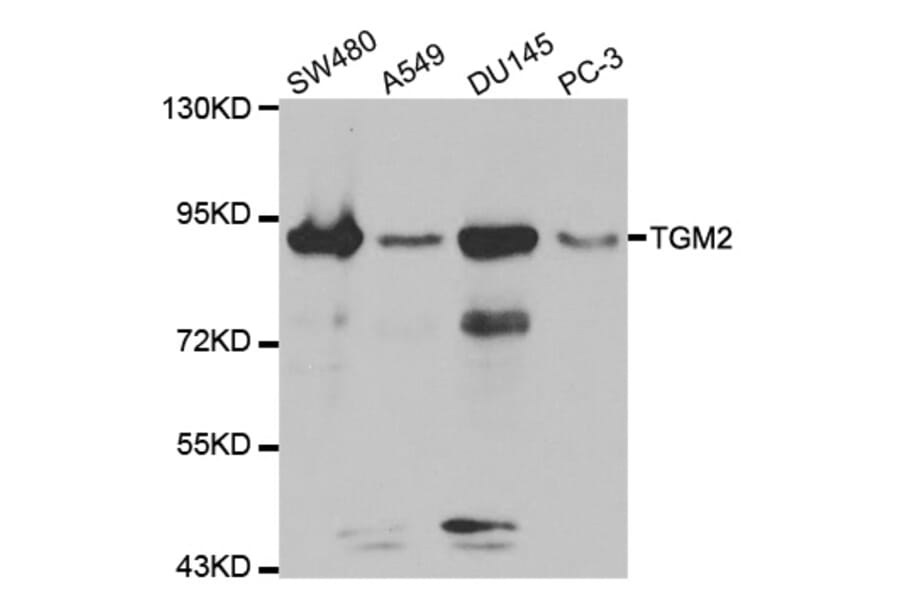Anti-TGase2/TGM2 Antibody from Bioworld Technology (BS6084) - Antibodies.com