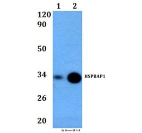 Anti-HSPBAP1 Antibody from Bioworld Technology (BS60840) - Antibodies.com