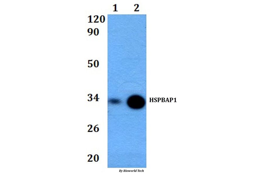 Anti-HSPBAP1 Antibody from Bioworld Technology (BS60840) - Antibodies.com