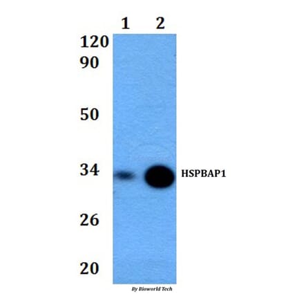 Anti-HSPBAP1 Antibody from Bioworld Technology (BS60840) - Antibodies.com