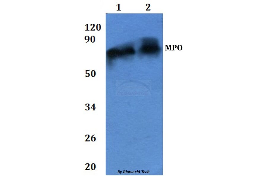 Anti-MPO Antibody from Bioworld Technology (BS60841) - Antibodies.com