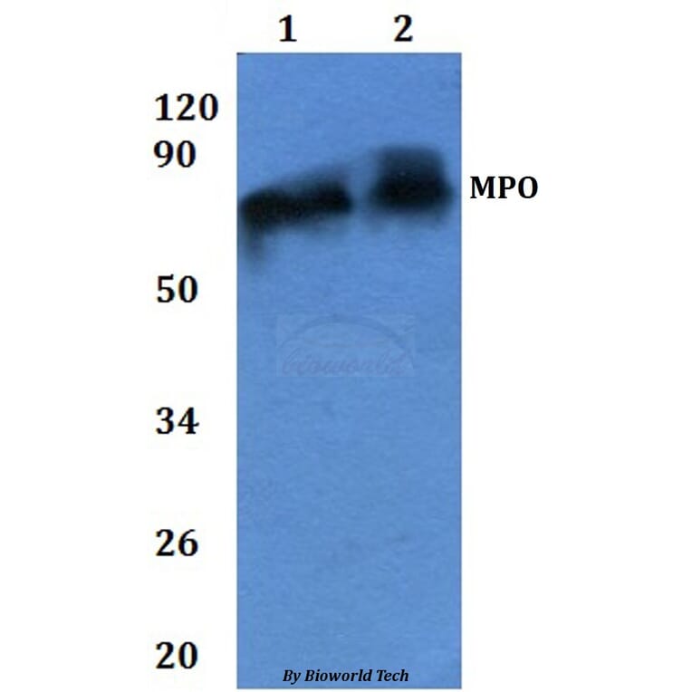 Anti-MPO Antibody from Bioworld Technology (BS60841) - Antibodies.com