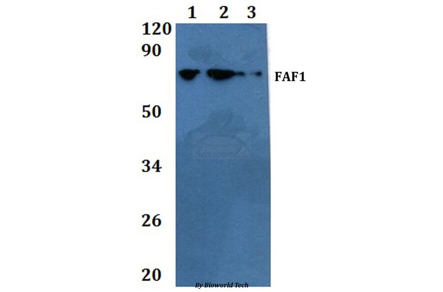 Anti-FAF1 Antibody from Bioworld Technology (BS60844) - Antibodies.com