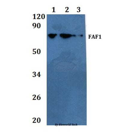 Anti-FAF1 Antibody from Bioworld Technology (BS60844) - Antibodies.com