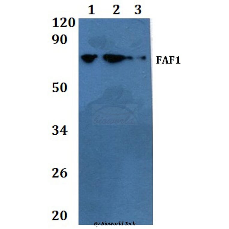 Anti-FAF1 Antibody from Bioworld Technology (BS60844) - Antibodies.com