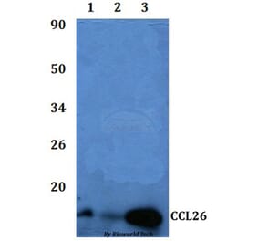 Anti-CCL26 Antibody from Bioworld Technology (BS60845) - Antibodies.com