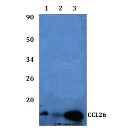Anti-CCL26 Antibody from Bioworld Technology (BS60845) - Antibodies.com