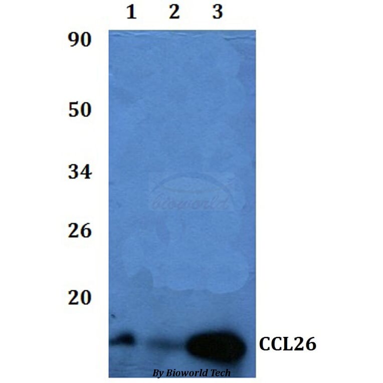 Anti-CCL26 Antibody from Bioworld Technology (BS60845) - Antibodies.com